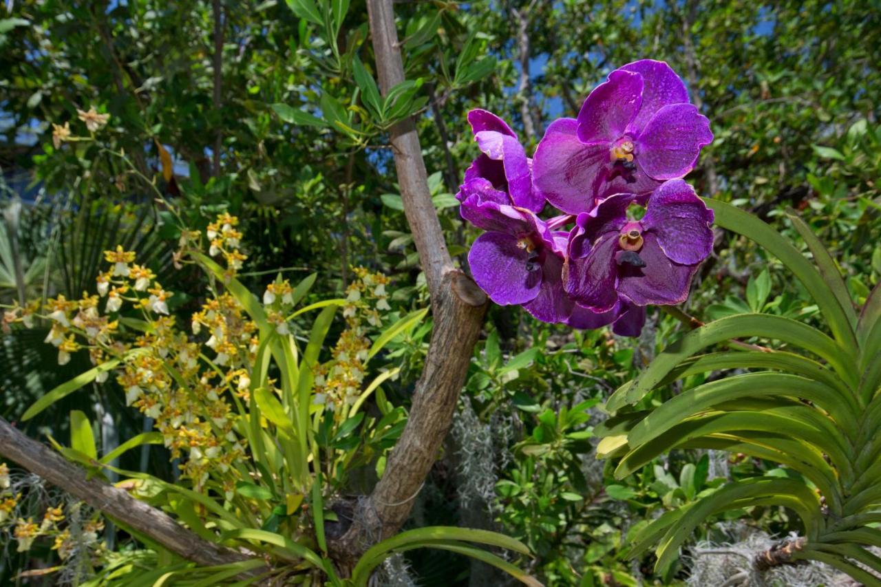 Paradise Found Cayo Hueso Bagian luar foto